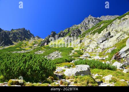 Paysage de montagne d'été. Vallée de Mlynicka à Vysoke Tatry (Hautes Tatras), Slovaquie Banque D'Images