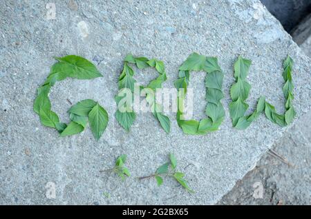 Vue de dessus du mot « Grow » écrit par des feuilles vertes sur un rocher Banque D'Images