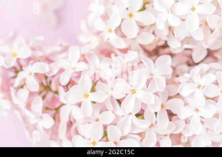 Fleurs de lilas rose pâle sur fond rose, gros plan Banque D'Images