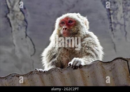 Rhésus Macaque dans le bazar Chandni Chowk, un des plus anciens marchés de la vieille ville de Delhi, en Inde Banque D'Images