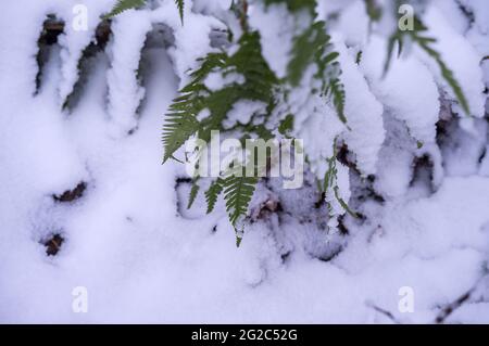 La première neige à l'automne. Feuilles vertes dans la neige. Fougère dans la neige. Flocons de neige sur l'herbe verte. Banque D'Images