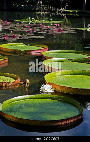 Victoria regia (Victoria amazonica) feuilles et fleurs sur le lac Banque D'Images