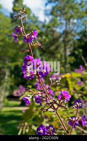 Fleurs de la princesse (Tibouchina multiflora) sur le jardin Banque D'Images