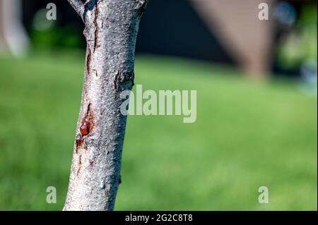 L'écorce endommagée d'un arbre de pêche au printemps est causée par une infestation de larves de borers de Peachtree qui creusent des tunnels Banque D'Images