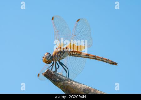 Photo macro d'une incroyable prise de libellule sur une branche sèche devant le ciel bleu avec espace de copie. Aeshnidae résistant au vent en se tenant debout sur une branche. Banque D'Images