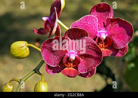 Orchidée rose sur le jardin, Phalenopsis Banque D'Images