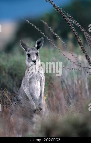 Australie. Faune. Marsupial. Kangourou gris en paysage. Macropus giganteus. Banque D'Images