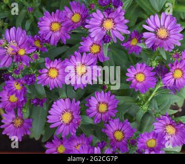 Fleurs de ciel étoilé Symphyotrichum novi-belgii. Fleur violette avec beaucoup de fleurs. Banque D'Images