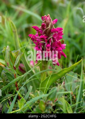 Orchid du marais précoce alias Dactylorhiza incarnata coccinea. Fleur sauvage. Banque D'Images