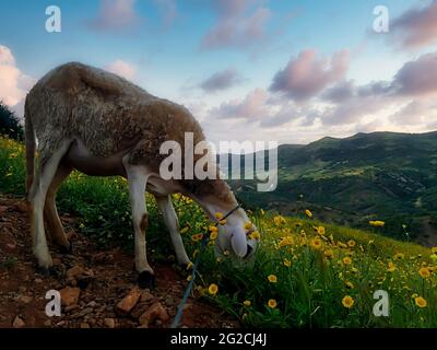 Moutons dans un pré sur herbe verte.pâturage moutons dans les Highlands écossais Banque D'Images