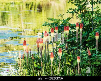 Pokers rouges, Kniphofia, qui poussent au bord d'un petit lac. Banque D'Images