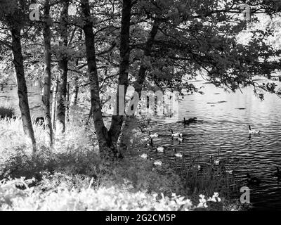 Une soirée d'été ensoleillée dans un petit lac à Swindon, Wiltshire, prise dans l'infrarouge. Banque D'Images