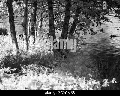 Une soirée d'été ensoleillée dans un petit lac à Swindon, Wiltshire, prise dans l'infrarouge. Banque D'Images