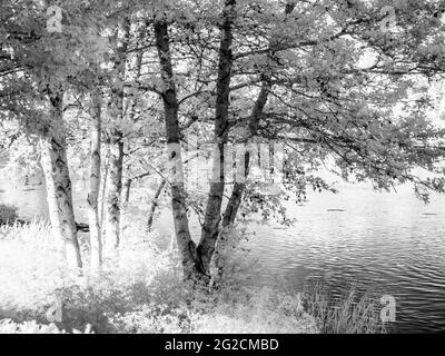 Une soirée d'été ensoleillée dans un petit lac à Swindon, Wiltshire, prise dans l'infrarouge. Banque D'Images