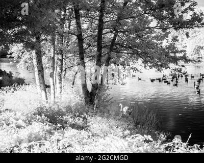 Une soirée d'été ensoleillée dans un petit lac à Swindon, Wiltshire, prise dans l'infrarouge. Banque D'Images