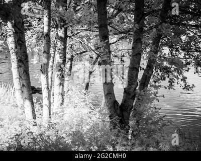 Une soirée d'été ensoleillée dans un petit lac à Swindon, Wiltshire, prise dans l'infrarouge. Banque D'Images