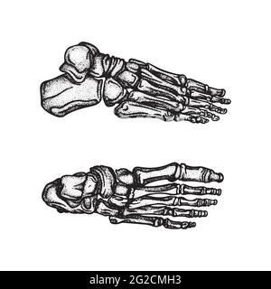 Pied. Ensemble d'illustrations vectorielles dessinées à la main sur le dessus et le côté des os de pied. Fait partie du graphique squelette humain. Illustration de Vecteur