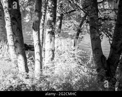 Une soirée d'été ensoleillée dans un petit lac à Swindon, Wiltshire, prise dans l'infrarouge. Banque D'Images