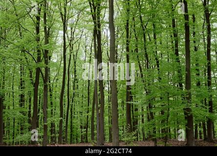 Forêt dense dans la région d'Eifel en Allemagne Banque D'Images