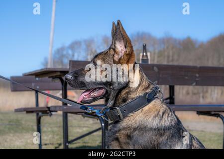 Un heureux chiot Berger allemand de quatre mois regardant l'appareil photo. Race de ligne de travail Banque D'Images