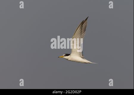 Sterne naine (Sternula albifrons) en vol Banque D'Images