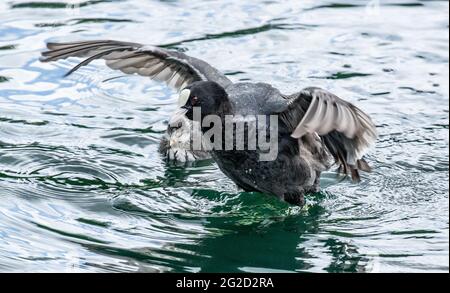 Un coot qui défend sa poussette. (Fulica atra). L'agression de la coot est courante. Banque D'Images