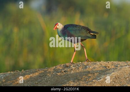 Marécages à tête grise (Porphyrio poliocephalus) Banque D'Images