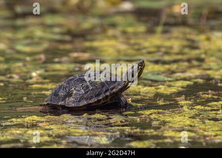 Tortue sauvage à ventre jaune (Trachyemys scripta scripta) (terrapin) libérée dans l'étang forestier, Angus, Écosse, assise en rondins, se baiser au soleil de juin. Banque D'Images