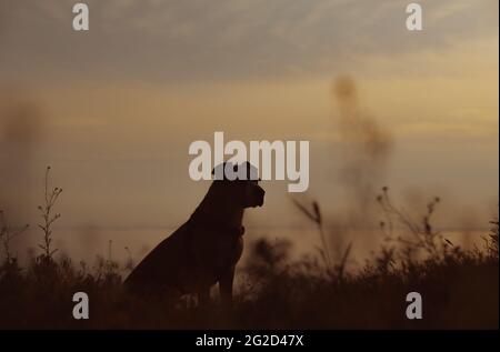 Silhouette d'un chien assis dans l'herbe au bord de la mer à l'heure d'or Banque D'Images