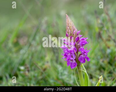 Orchid du marais du Sud, alias Dactylorhiza praetermissa, à Braunnton Burrows SSSI, North Devon, Angleterre. Banque D'Images