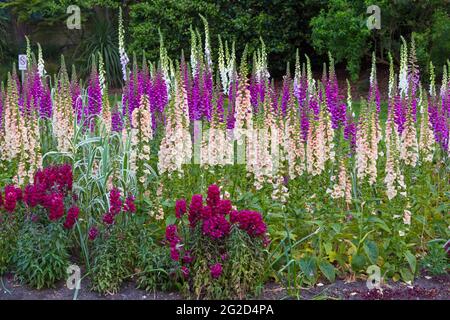 Une émeute de couleur dans les jardins inférieurs de Bournemouth, avec des boeufs colorés Digitalis fleurs à Bournemouth, Dorset Royaume-Uni en juin Banque D'Images