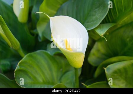 Un dans les grandes feuilles vertes Zantedeschia aethiopica, communément connu sous le nom de nénuphars et lys.close up. Un nénuphar simple et élégant. Banque D'Images