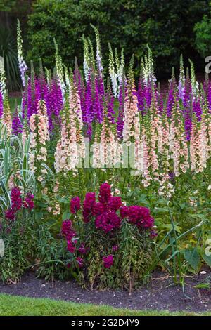 Une émeute de couleur dans les jardins inférieurs de Bournemouth, avec des boeufs colorés Digitalis fleurs à Bournemouth, Dorset Royaume-Uni en juin Banque D'Images