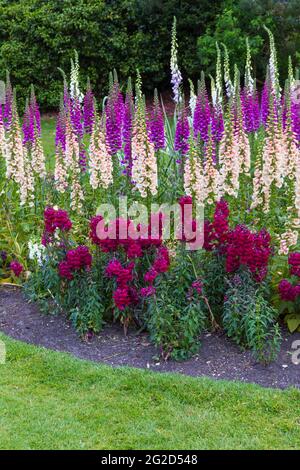 Une émeute de couleur dans les jardins inférieurs de Bournemouth, avec des boeufs colorés Digitalis fleurs à Bournemouth, Dorset Royaume-Uni en juin Banque D'Images