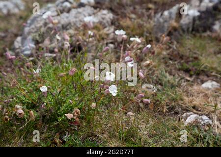 Gros plan de la mer campion / vessie campion poussant sur Mynydd Enlli / Bardsey Mountain sur Ynys Enlli / Bardsey Island Banque D'Images