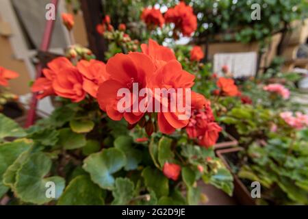 Fleurs de géranium rouge au premier plan Banque D'Images