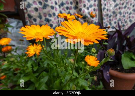 Marigold fleurit dans le jardin de la maison Banque D'Images