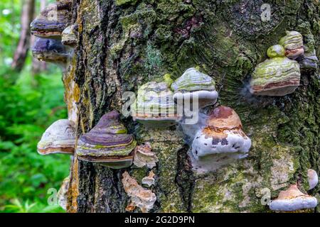 Champignons de support ou d'étagère qui poussent sur une branche d'arbre ces champignons sont également connus sous le nom de conks et de polypores. Banque D'Images