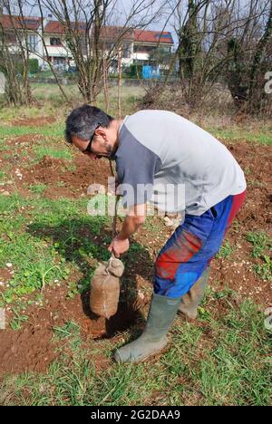 Un jeune agriculteur plante un arbre fruitier dans son champ au début du printemps dans la province d'Udine, Friuli-Venezia Giulia, au nord-est de l'Italie Banque D'Images