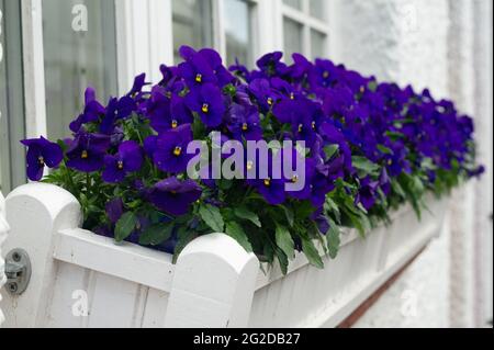 Great Missenden, Buckinghamshire, Royaume-Uni. 29 mai 2021. Le jardinage est en tendance ces jours-ci après le verrouillage. La vie revient à la normale dans le village de Great Missenden après la levée de certaines des restrictions Covid-19 bien que le village soit encore plus calme que la normale . Crédit : Maureen McLean/Alay Banque D'Images