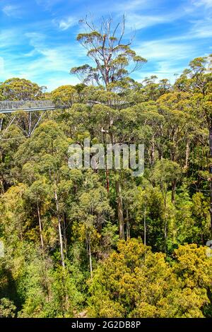Tree Top Walk in the Valley of the Giants, parc national de Walpole-Nornalup, près de Walpole, Australie occidentale Banque D'Images