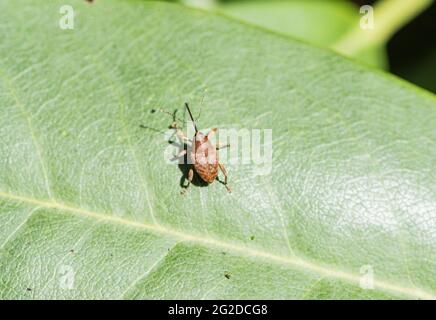 Un mal d'Acorn (curculio glandium) Banque D'Images
