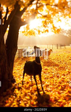 Goat Nubian appréciant la lumière du soleil dans Farmyard et automne Foliage Banque D'Images