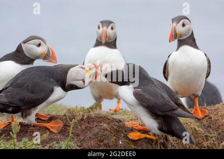 Les Puffins de l'Atlantique (Fratercula Arctica) se battent, s'écrasant sur les îles Treshnish, Écosse, Royaume-Uni Banque D'Images