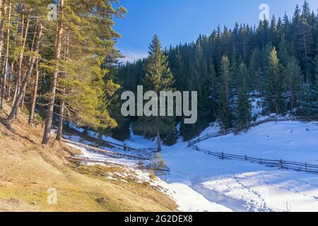 Forêt d'hiver, paysage de montagne en hiver, arbres enneigés. Bulgarie, montagnes Rhodope Banque D'Images