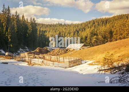 Forêt d'hiver, paysage de montagne en hiver, arbres enneigés. Bulgarie, montagnes Rhodope Banque D'Images