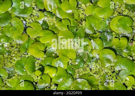 Frogbit / le bit de grenouille européenne (Hydrocharis morsus-ranae) feuilles flottantes dans l'étang, originaire d'Europe Banque D'Images