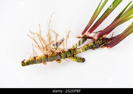 Poudre En Vrac D'extrait De Racine De Acorus Calamus (vacha) Pur - Buy Acorus Ca