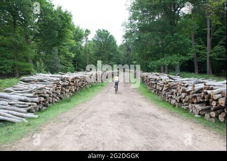 Faire du vélo à travers la Nouvelle forêt sur des pistes cyclables au-delà de piles de bois haché. Banque D'Images