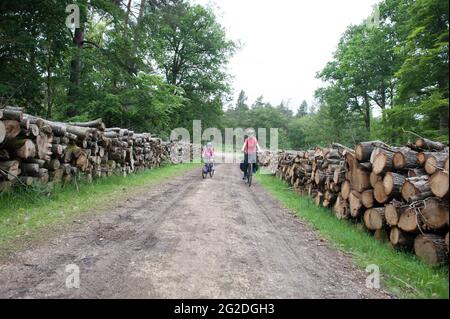 Faire du vélo à travers la Nouvelle forêt sur des pistes cyclables au-delà de piles de bois haché. Banque D'Images